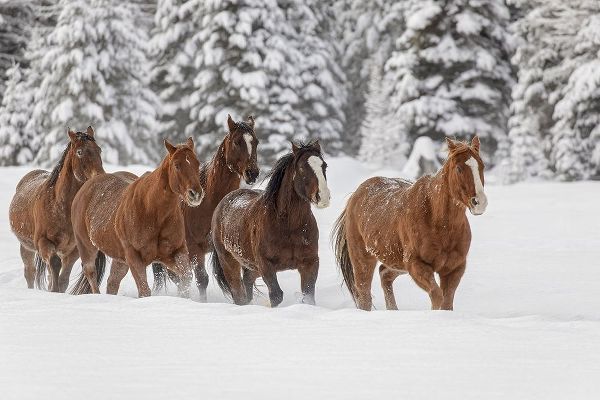 Horses running through fresh snow during roundup-Kalispell-Montana